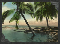 Coconut trees on the coast