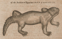 Of the Arabian or Egyptian Land Crocodile