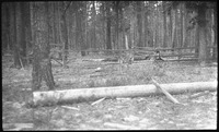 Fallen log at Fords Lake Lumber Co.