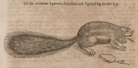 Of the Getulian Squirrel, described and figured by Doctor Cay