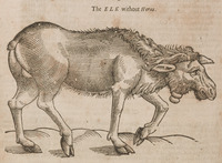 The Elk without Horns