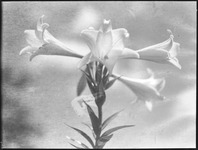 Close up of lily flowers