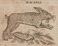 Of the Hare