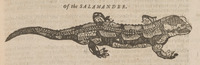 Of the Salamander