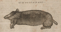 Of the Mole or Want
