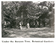 Under the Banyan Tree, Botanical Gardens