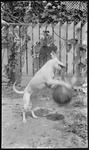 Dog with ball
