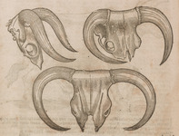 Bonasus Horns