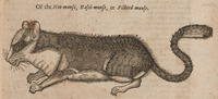 Of the Nut-mouse, Hasel-mouse, or Filbird-mouse