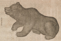 Of the Bear