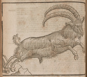 Ibex