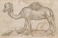 Camel Dromedary