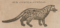 Of the Zibeth, or Sivet-Cat