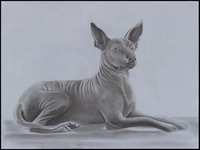 Xoloitzcuintli