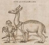 Of the Allocamelus