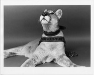 Shasta III with her head raised