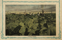 Growing tobacco