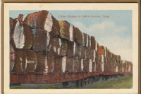 Cotton Shipping by Rail, Houston, Texas