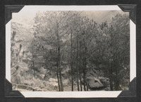 Trees in the mountains