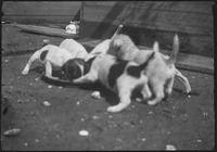 Group of puppies eating from a bowl