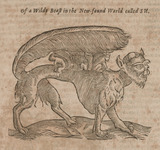 Of a Wild Beast in the New-found World called Su