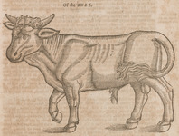Of the Bull