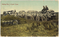 Hauling rice in South Texas