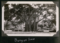 Banyan Tree