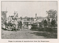Sugar in process of manufacture from the Sugarcane