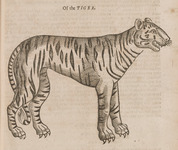 Of the Tiger