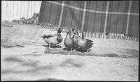 Flock of ducks in front of fence