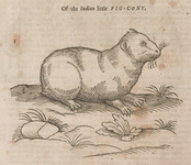 Of the Indian Little Pig-Cony