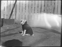 Small dog wearing clothes