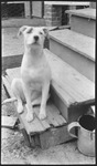 Dog sitting on bottom step
