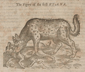The figure of the first Hyaena