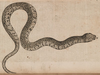 Serpent