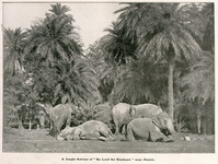 A Jungle Retreat of "My Lord the Elephant," near Jhansi