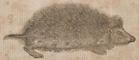 Hedge-Hog
