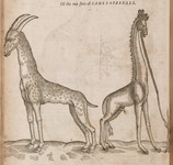 Of the two forts of Camelopardals