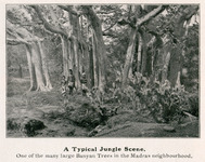A Typical Jungle Scene