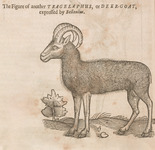 The figure of another Tragelaphus or Deer-Goat, expelled by Bellonius