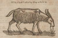 Of the Goat called by Pliny a Deer