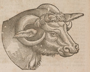Bonasus, the figure of the head and horns