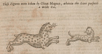 These figures were taken by Olaus Mangus, wherein the Linx pursueth a wilde cat