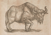 Bison