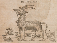 The Antalope