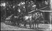 Horses pulling tree logs