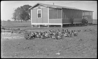 Flock of ducks near building