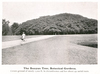 The Banyan Tree, Botanical Gardens