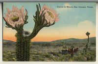 Cactus in bloom, San Antonio, Texas